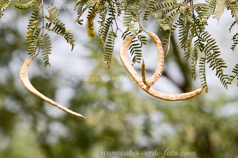 So Nicolau : Carrial : acacia : Nature PlantsCabo Verde Foto Gallery