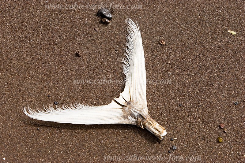 So Nicolau : Carrial : peixe : Nature AnimalsCabo Verde Foto Gallery