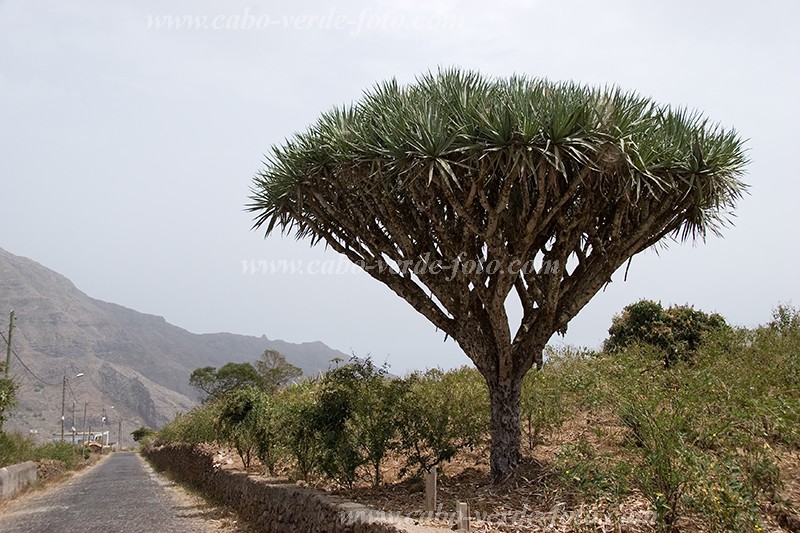 So Nicolau : Faj : dragoeiro : Landscape MountainCabo Verde Foto Gallery