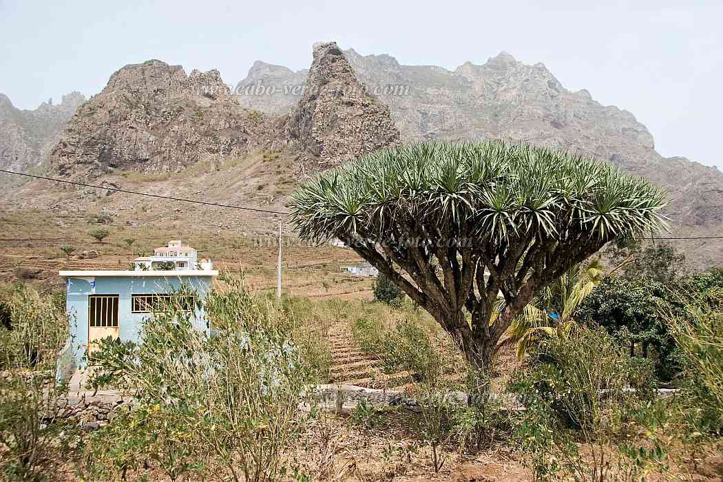 So Nicolau : Faj : dragon tree : Landscape MountainCabo Verde Foto Gallery