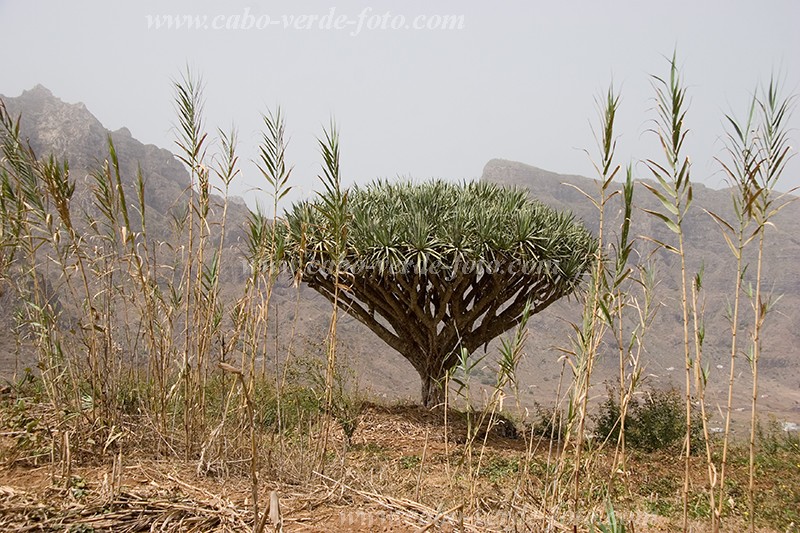 So Nicolau : Faj : dragon tree : Landscape MountainCabo Verde Foto Gallery