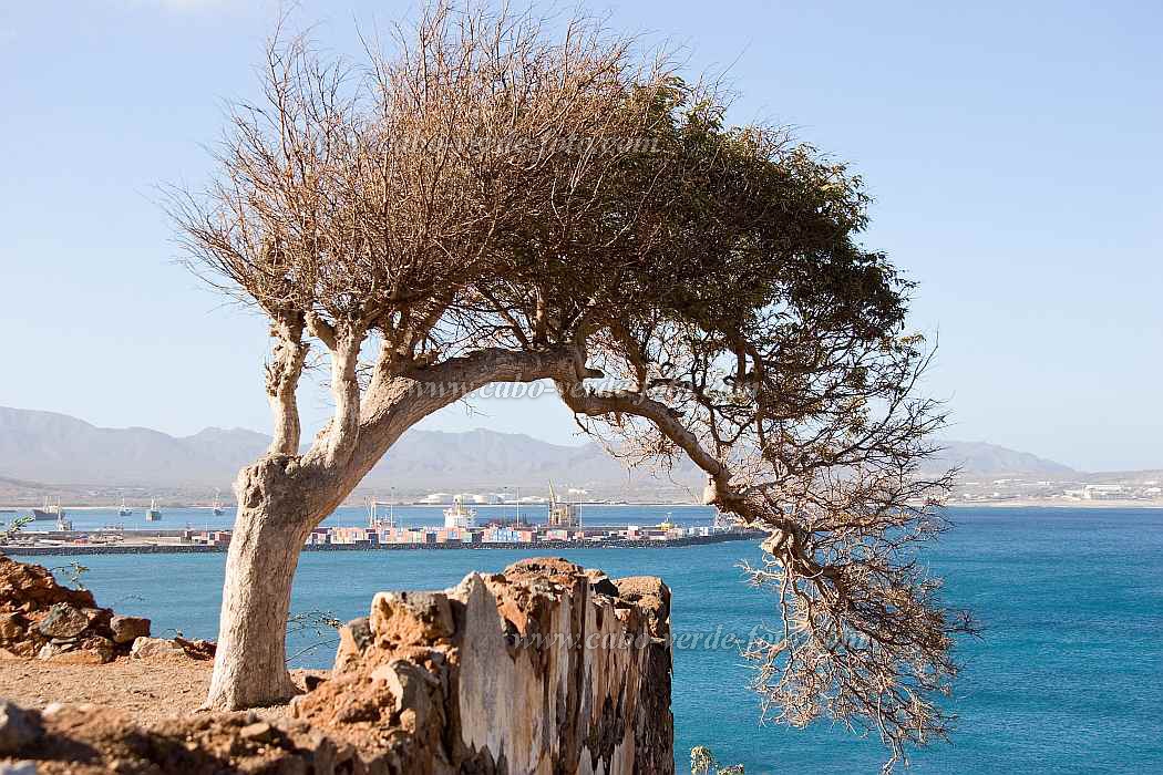 So Vicente : Mindelo : tree : Landscape SeaCabo Verde Foto Gallery