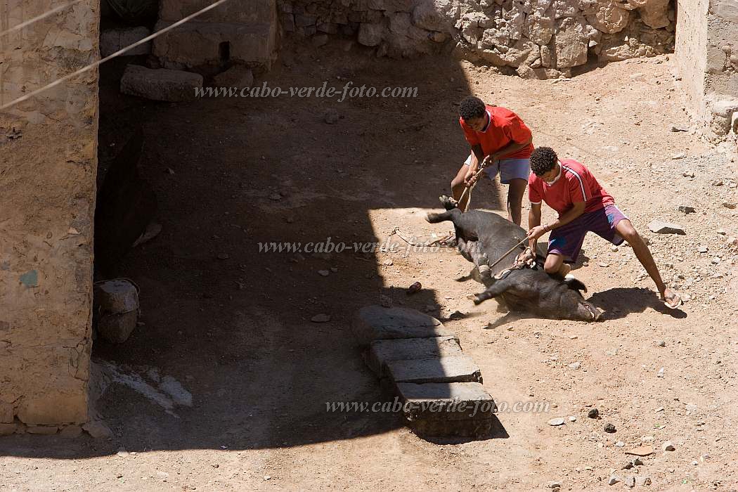 So Vicente : Mindelo : talho : People WorkCabo Verde Foto Gallery