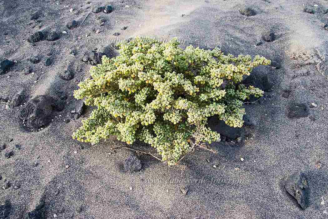 Insel: So Vicente  Wanderweg:  Ort: Vulco Viana Motiv: Pflanze Motivgruppe: Nature Plants © Florian Drmer www.Cabo-Verde-Foto.com