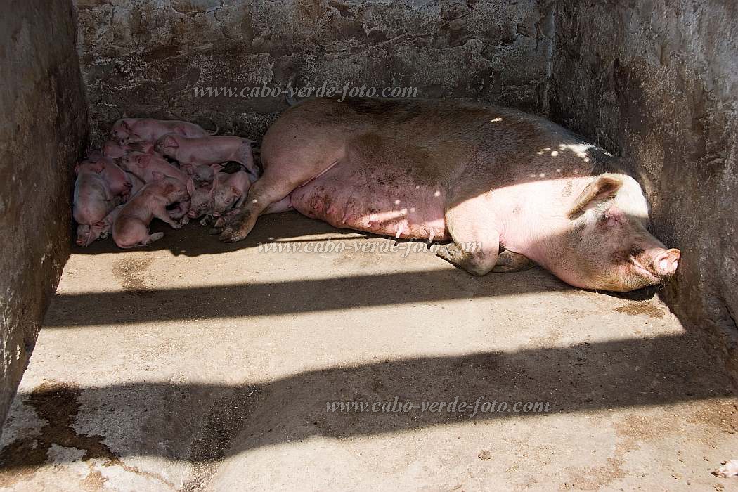 Insel: So Vicente  Wanderweg:  Ort: Ribeira da Vinha Motiv: Schwein Motivgruppe: Nature Animals © Florian Drmer www.Cabo-Verde-Foto.com