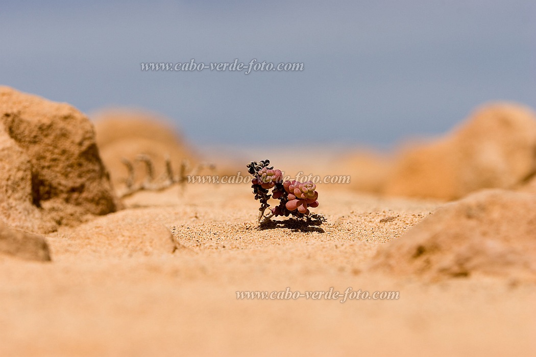 Sal : Santa Maria : plant : Nature PlantsCabo Verde Foto Gallery