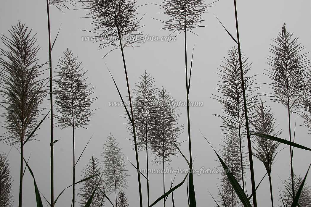 Insel: Santo Anto  Wanderweg:  Ort: Pal Motiv: Zuckerrohr Motivgruppe: Nature Plants © Florian Drmer www.Cabo-Verde-Foto.com