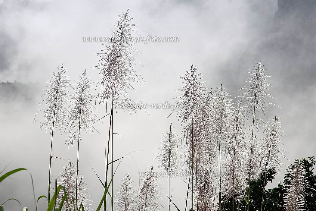 Insel: Santo Anto  Wanderweg:  Ort: Pal Motiv: Zuckerrohr Motivgruppe: Nature Plants © Florian Drmer www.Cabo-Verde-Foto.com
