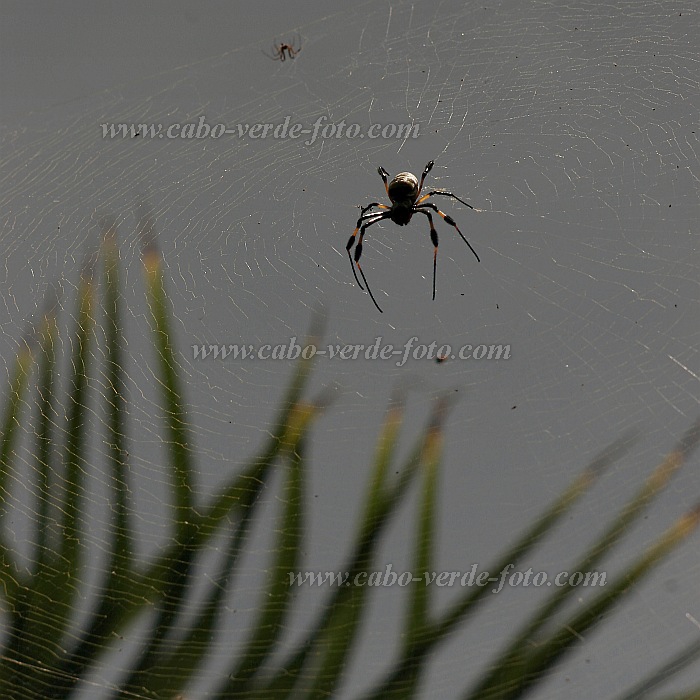 Santo Anto : Ribeira Grande : spider : Nature AnimalsCabo Verde Foto Gallery