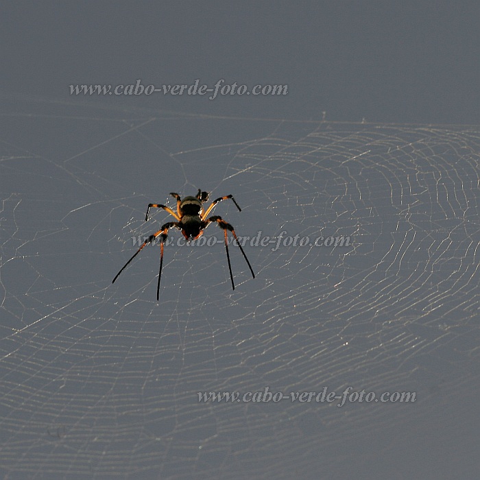 Insel: Santo Anto  Wanderweg:  Ort: Ribeira Grande Motiv: Spinne Motivgruppe: Nature Animals © Florian Drmer www.Cabo-Verde-Foto.com