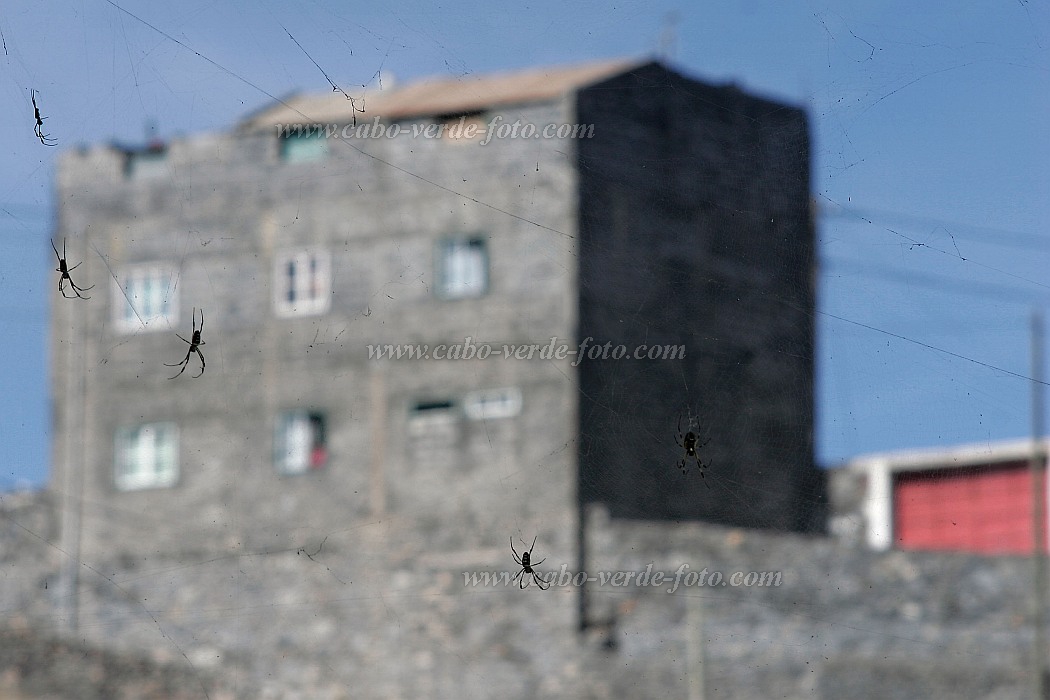 Santo Anto : Ribeira Grande : spider : Nature AnimalsCabo Verde Foto Gallery