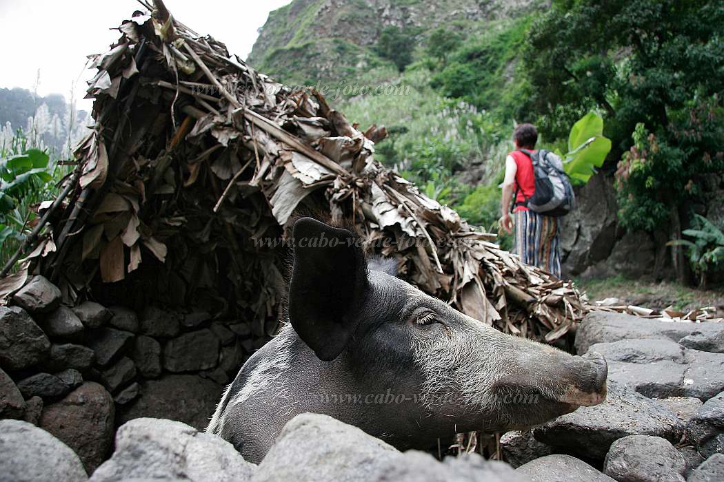 Insel: Santo Anto  Wanderweg:  Ort: Ribeira Grande Motiv: Schwein Motivgruppe: Nature Animals © Florian Drmer www.Cabo-Verde-Foto.com