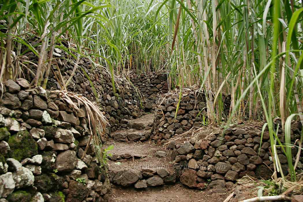 Insel: Santo Anto  Wanderweg:  Ort: Lombo de Pico Motiv: Zuckerrohr Motivgruppe: Landscape Agriculture © Florian Drmer www.Cabo-Verde-Foto.com