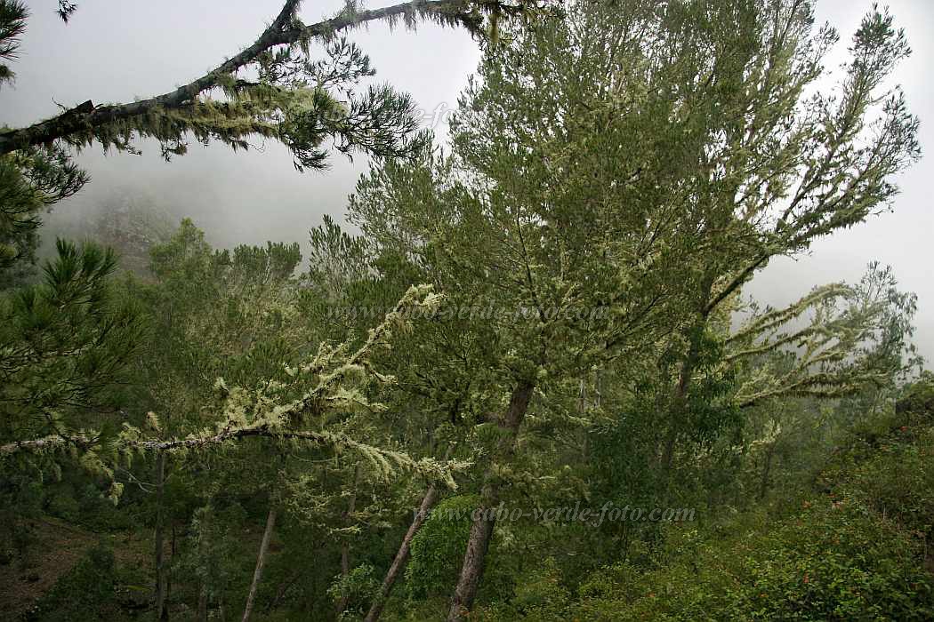 Santo Anto : Lombo de Pico : bosque de neblinas : Landscape ForestCabo Verde Foto Gallery