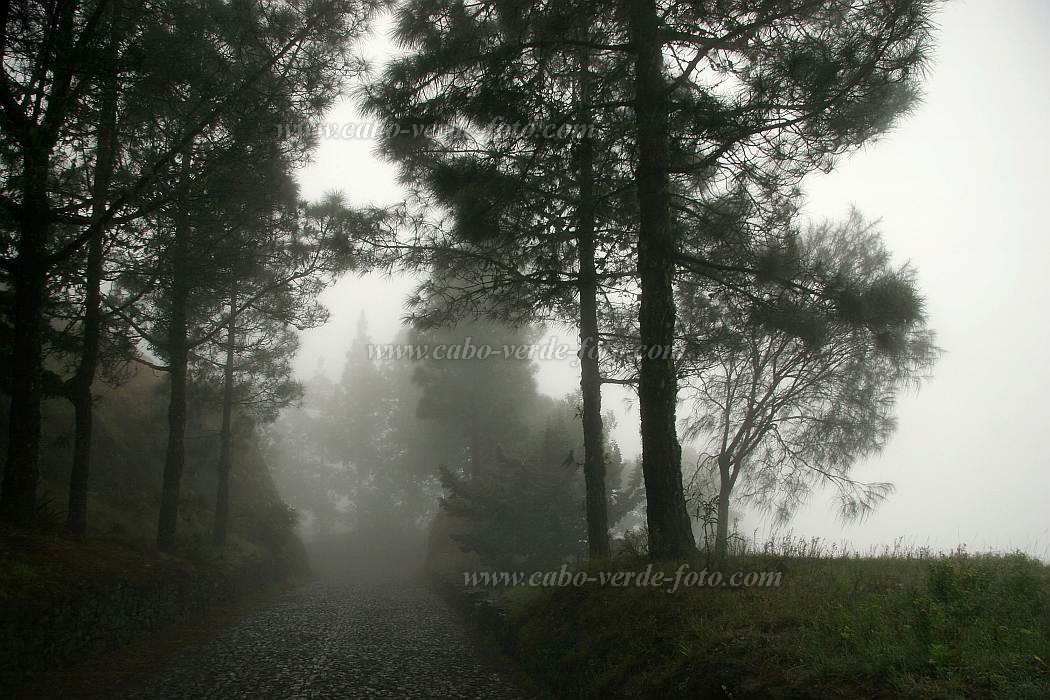 Insel: Santo Anto  Wanderweg:  Ort: Lombo de Pico Motiv: Nebelwald Motivgruppe: Landscape Forest © Florian Drmer www.Cabo-Verde-Foto.com