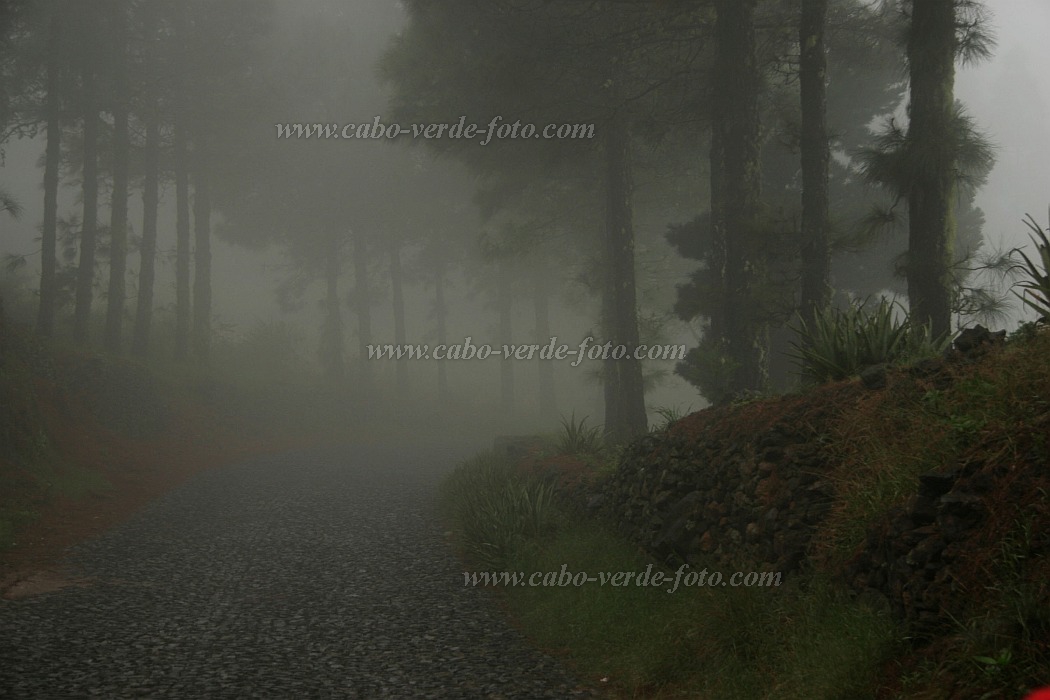 Santo Anto : Lombo de Pico : mist forest : Landscape ForestCabo Verde Foto Gallery