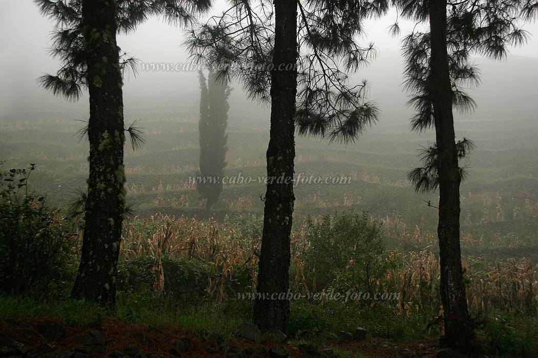 Santo Anto : Lombo de Pico : bosque de neblinas : Landscape ForestCabo Verde Foto Gallery