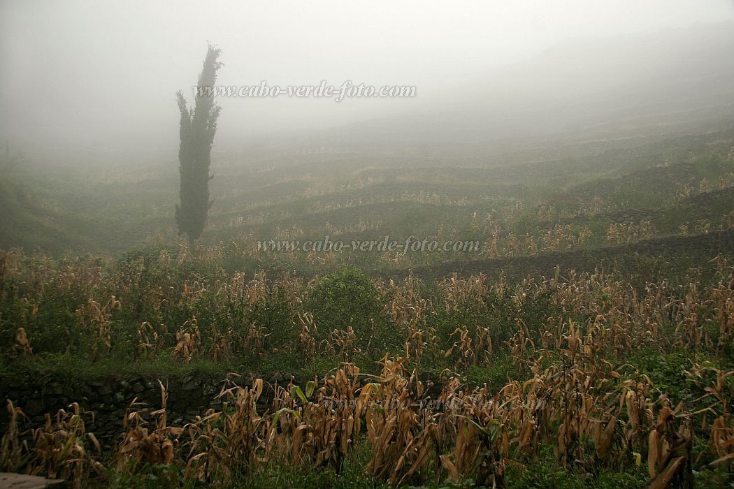 Santo Anto : Lombo de Pico : mist forest : Landscape AgricultureCabo Verde Foto Gallery