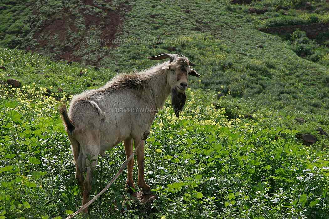 Insel: Santo Anto  Wanderweg:  Ort: Norte Motiv: Ziege Motivgruppe: Nature Animals © Florian Drmer www.Cabo-Verde-Foto.com