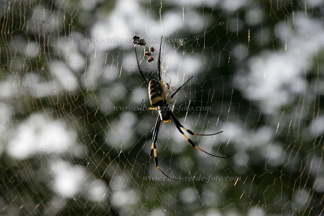 Santo Anto : Tarrafal de Monte Trigo : spider : Nature AnimalsCabo Verde Foto Gallery