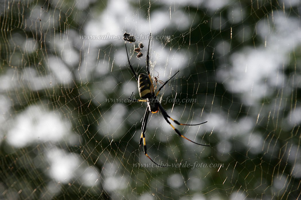 Insel: Santo Anto  Wanderweg:  Ort: Tarrafal de Monte Trigo Motiv: Spinne Motivgruppe: Nature Animals © Florian Drmer www.Cabo-Verde-Foto.com