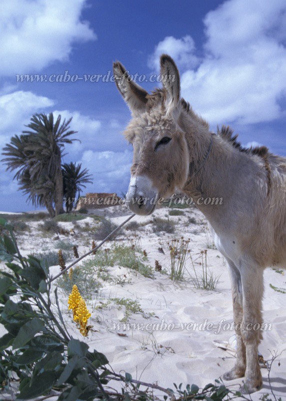 Boa Vista : Rabil : donkey : Nature AnimalsCabo Verde Foto Gallery