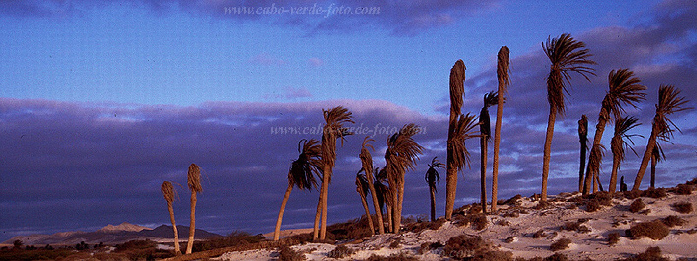 Boa Vista : Sal Rei : Palm tree : LandscapeCabo Verde Foto Gallery