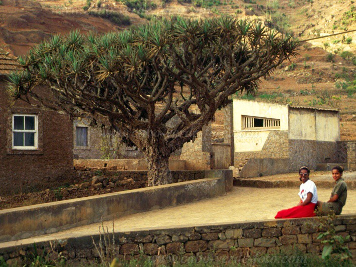 Brava : Cova Rondela : dragon tree : LandscapeCabo Verde Foto Gallery