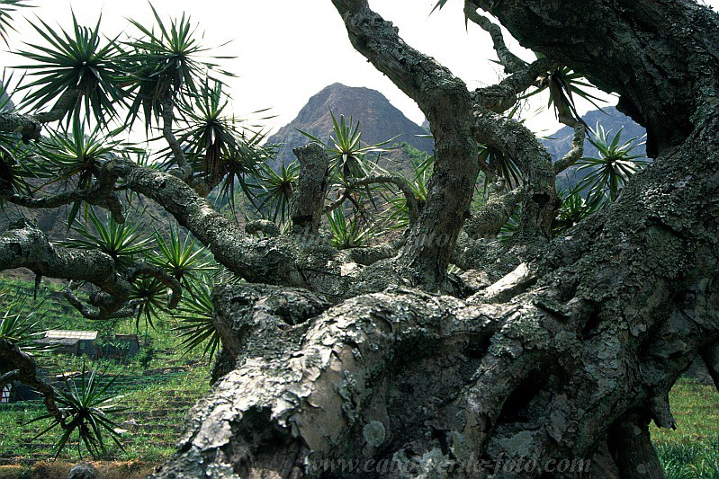 Santo Anto : Paul : dragoeiro : Nature PlantsCabo Verde Foto Gallery