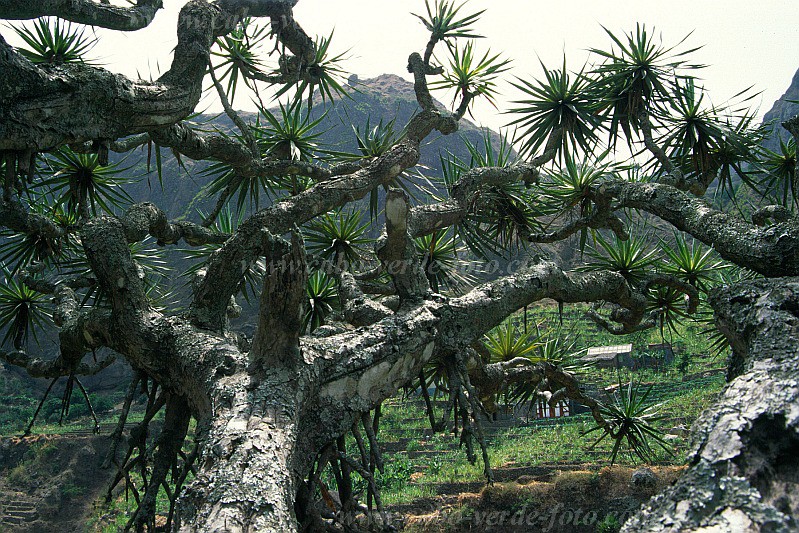 Insel: Santo Anto  Wanderweg:  Ort: Paul Motiv: Drachenbaum Motivgruppe: Nature Plants © Pitt Reitmaier www.Cabo-Verde-Foto.com