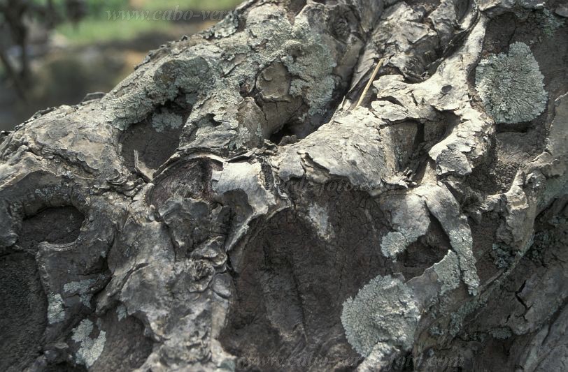 Santo Anto : Paul : dragon tree : Nature PlantsCabo Verde Foto Gallery