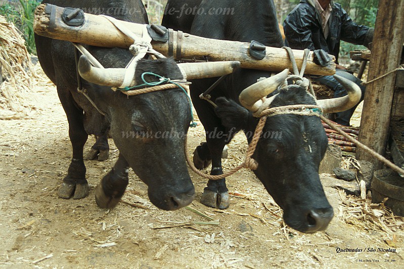 So Nicolau : Queimadas : trapiche : LandscapeCabo Verde Foto Gallery