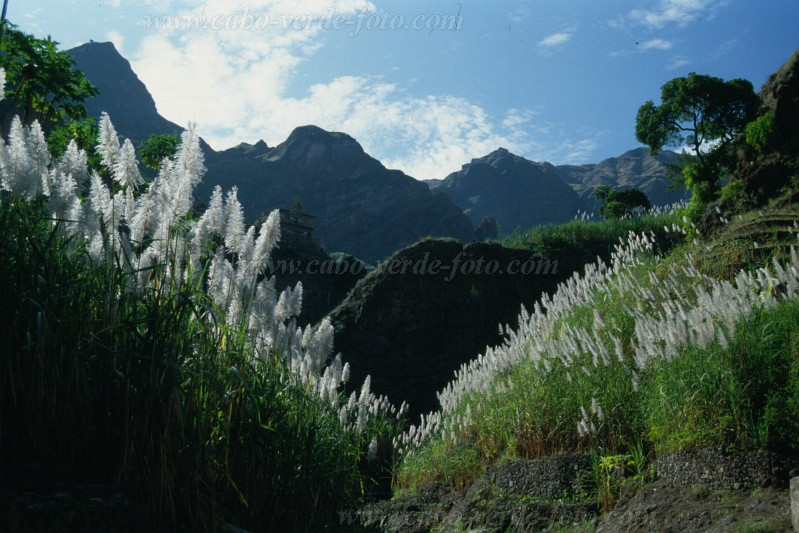 Insel: Santo Anto  Wanderweg:  Ort: Caibros Motiv: Zuckerrohr Motivgruppe: Landscape Agriculture © Pitt Reitmaier www.Cabo-Verde-Foto.com