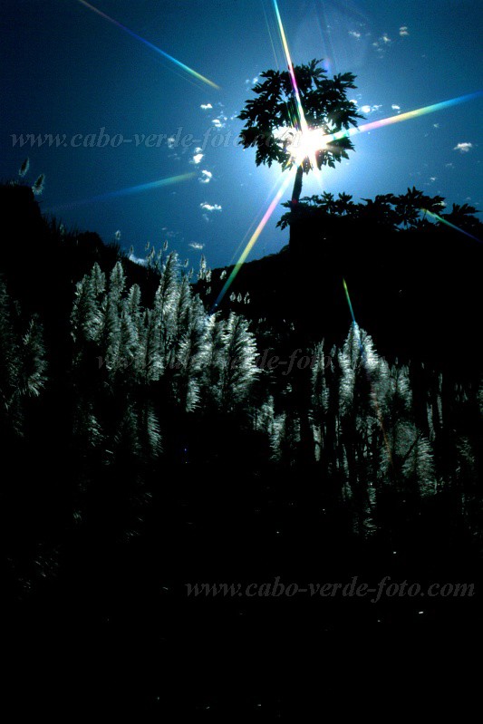 Insel: Santo Anto  Wanderweg:  Ort: Caibros Motiv: Zuckerrohr Motivgruppe: Landscape Agriculture © Pitt Reitmaier www.Cabo-Verde-Foto.com