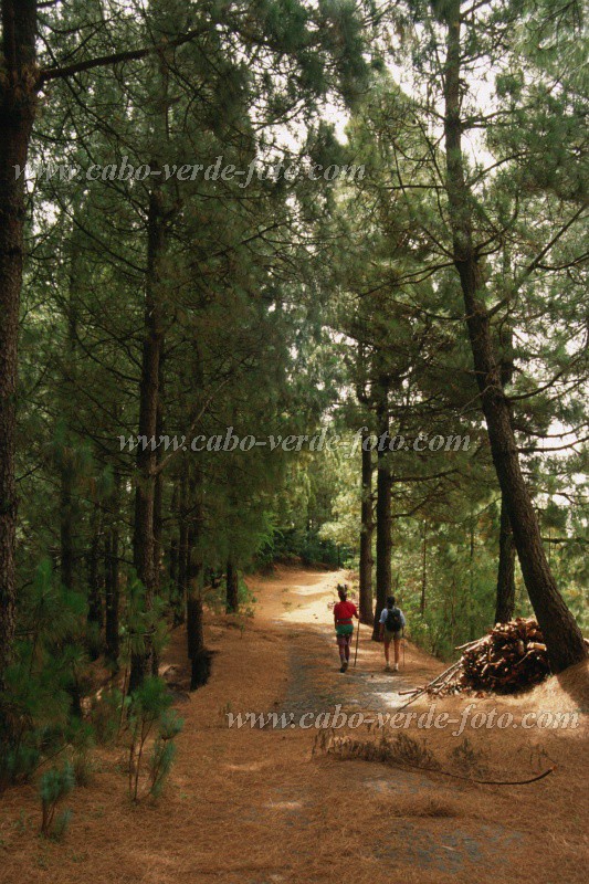 Insel: Santo Anto  Wanderweg:  Ort: gua das Caldeiras Motiv: Wanderweg Motivgruppe: Landscape Forest © Pitt Reitmaier www.Cabo-Verde-Foto.com