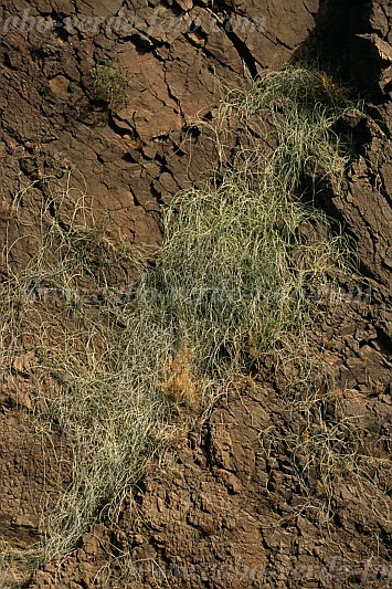 Santo Anto : Forquinha Alto Mira : sarcostemma daltonii : Nature PlantsCabo Verde Foto Gallery