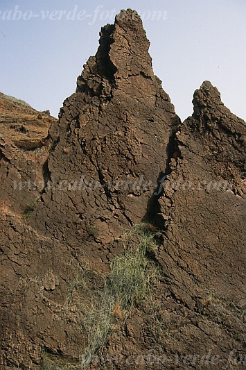 Santo Anto : Forquinha Alto Mira : sarcostemma daltonii : Nature PlantsCabo Verde Foto Gallery