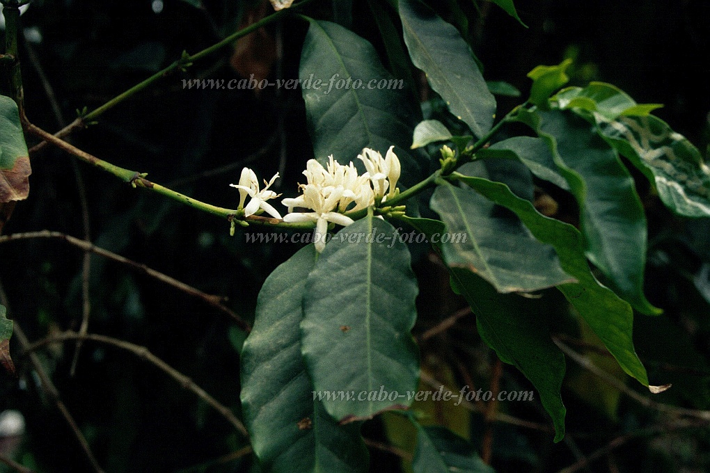 Santo Anto : Paul : Caf em flor : Nature PlantsCabo Verde Foto Gallery