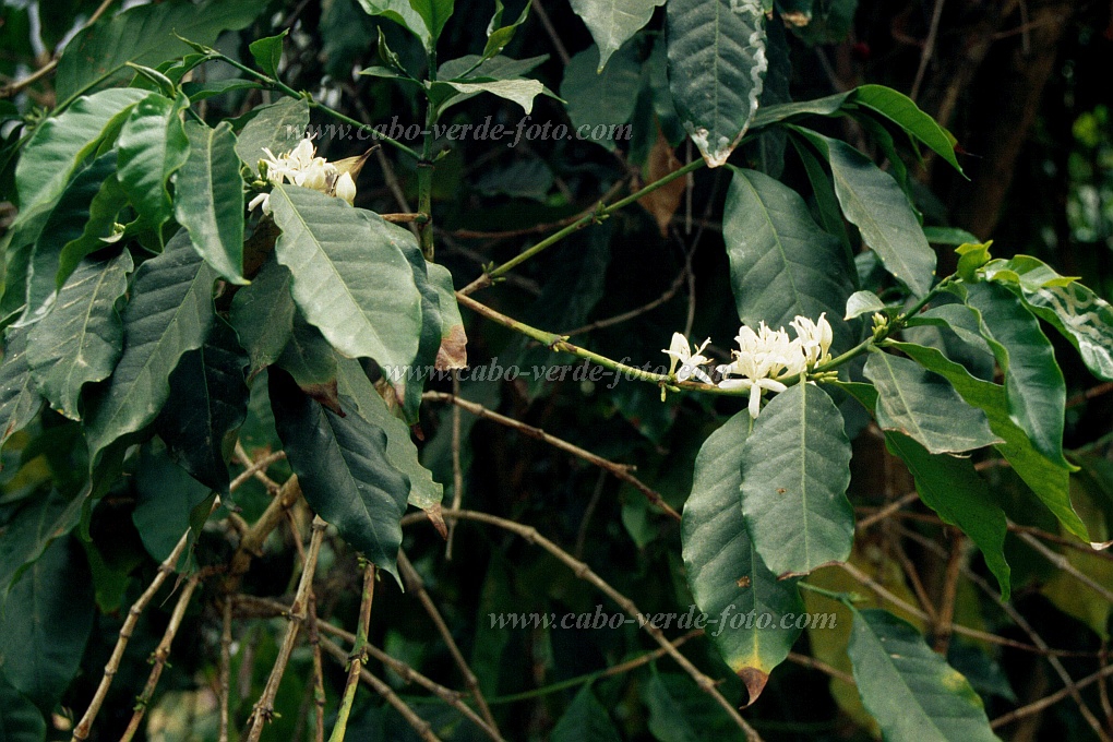 Santo Anto : Paul : Caf em flor : Nature PlantsCabo Verde Foto Gallery