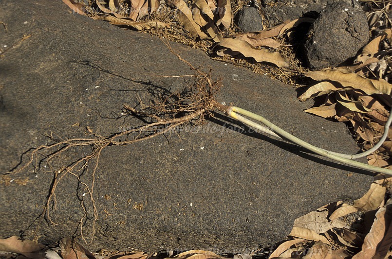 Santo Anto : Tabuga de Cima : sarcostemma daltonii : Nature PlantsCabo Verde Foto Gallery
