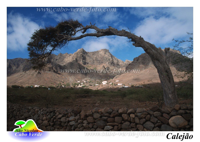 So Nicolau : Calejo : tree : Landscape MountainCabo Verde Foto Gallery