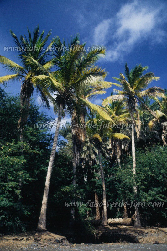 So Nicolau : Carrical : coconut tree : Landscape SeaCabo Verde Foto Gallery