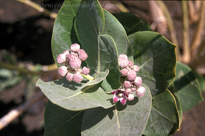 So Nicolau : Hortela Monte Gordo : bombardeira : Nature PlantsCabo Verde Foto Gallery