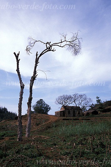 So Nicolau : Ch de Monte Gordo : tree : Landscape AgricultureCabo Verde Foto Gallery