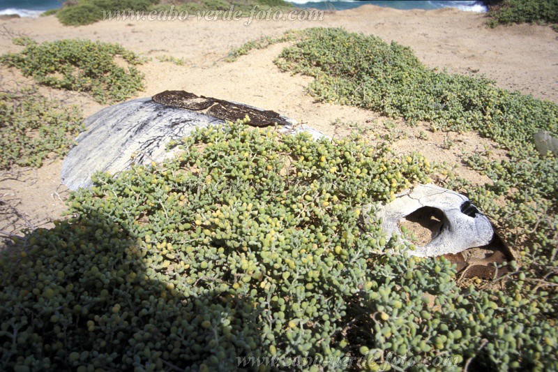 Insel: Boa Vista  Wanderweg:  Ort: Porto Fereira Motiv: Schildkrte Motivgruppe: Nature Animals © Pitt Reitmaier www.Cabo-Verde-Foto.com