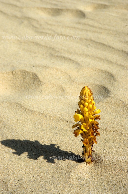 Sal : Santa Maria : cistanche phelipaea : Nature PlantsCabo Verde Foto Gallery