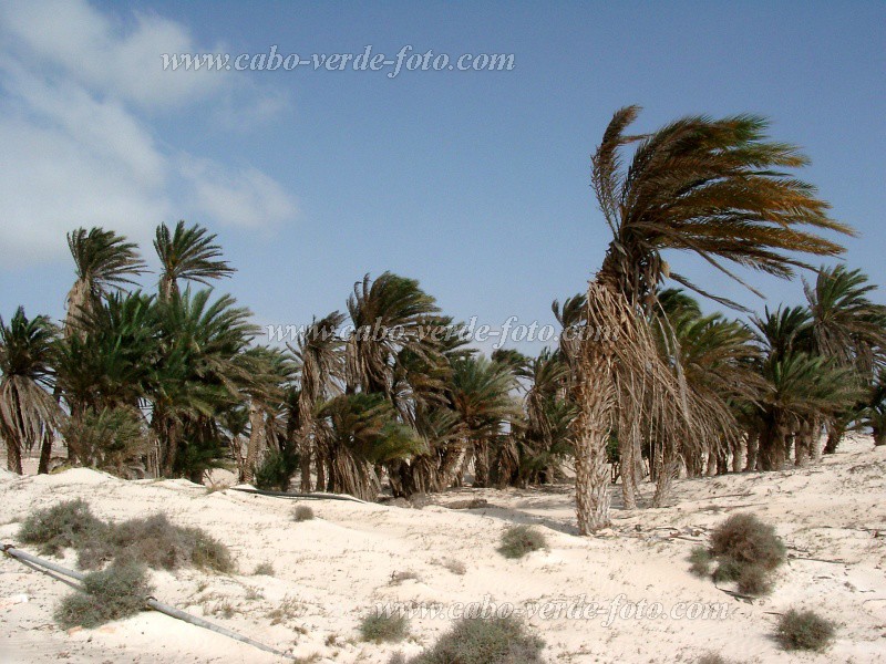 Boa Vista : Boa Esperanca : palm tree : Nature PlantsCabo Verde Foto Gallery