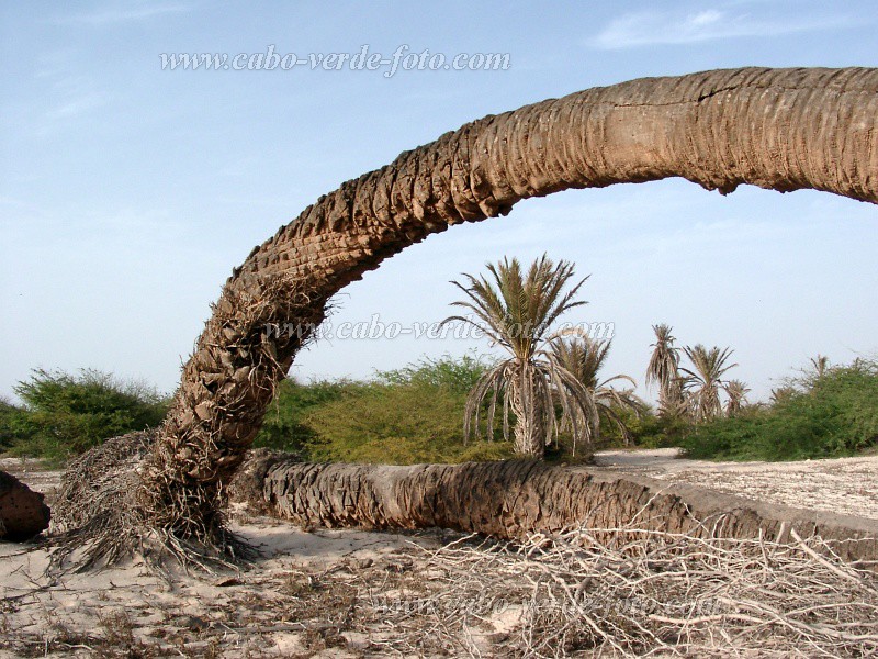 Insel: Boa Vista  Wanderweg:  Ort: Floresta Clotilde Motiv: Wste Motivgruppe: Landscape Desert © Pitt Reitmaier www.Cabo-Verde-Foto.com