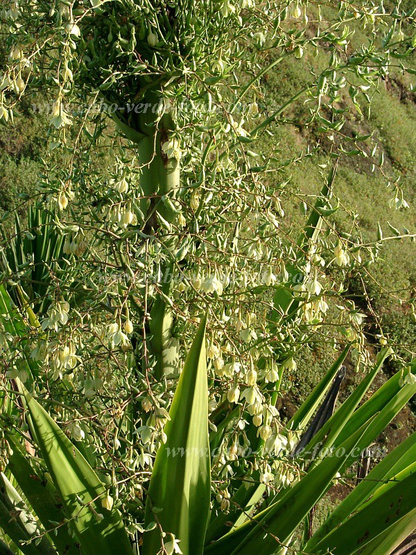 Santo Anto : Selada de Silvo : sisal : Nature PlantsCabo Verde Foto Gallery