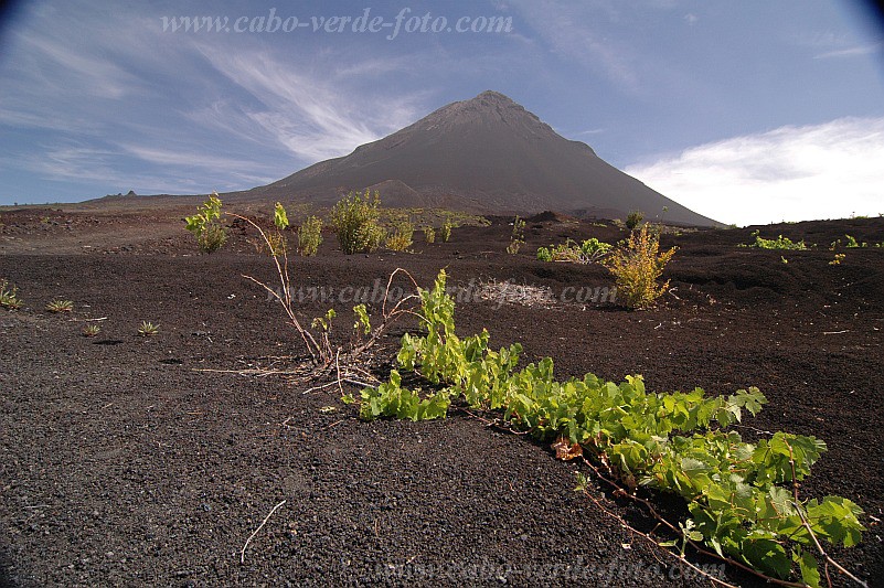 Insel: Fogo  Wanderweg:  Ort: Ch das Caldeiras Motiv: Weinrebe Motivgruppe: Landscape Mountain © Pitt Reitmaier www.Cabo-Verde-Foto.com